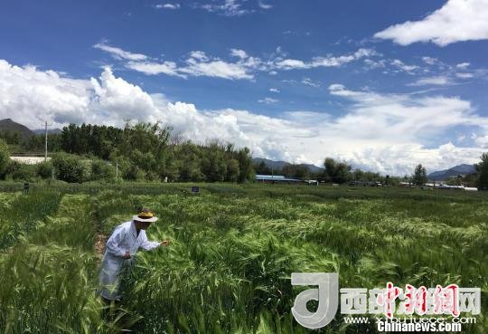 西藏與9家國家重點實驗室合力促青稞增產(chǎn)、牦牛育肥