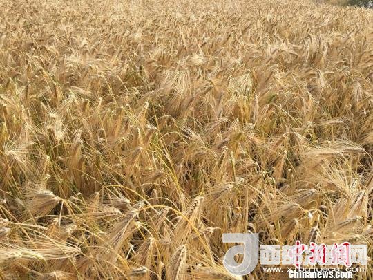 2017年西藏青稞種植面積達(dá)210多萬畝，占糧食播種面積的75%。圖為成熟期的青稞?！⊥跤窳?攝