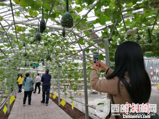 山西省郵政管理局積極推動(dòng)“一市一品”農(nóng)特產(chǎn)品進(jìn)城項(xiàng)目。 資料圖 楊杰英 攝
