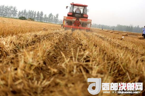 資料圖：收割機進行機械化收割。<a target='_blank'  data-cke-saved- >中新社</a>記者 王中舉 攝