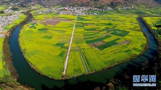 #（環(huán)境）（4）云南羅平：油菜花開(kāi)春意濃