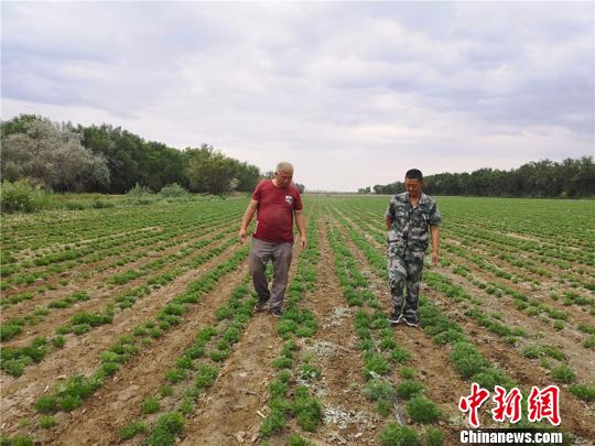 退役軍人扎根新疆兵團(tuán)基層連隊(duì)成職工致富帶頭人