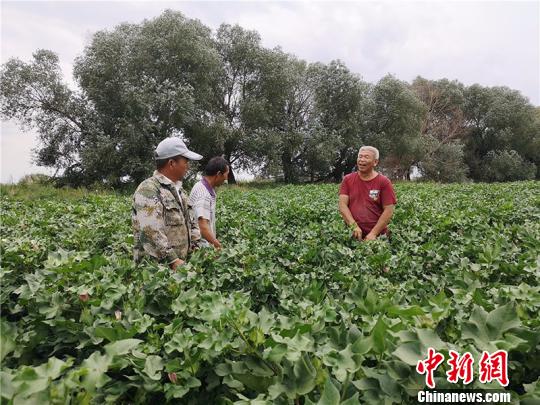 遠(yuǎn)改忠在棉花地里為連隊(duì)職工分享種植經(jīng)驗(yàn)。　安媛杰 攝