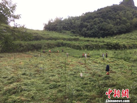 貴州同威生物科技有限公司天麻種植基地。　周嫻 攝