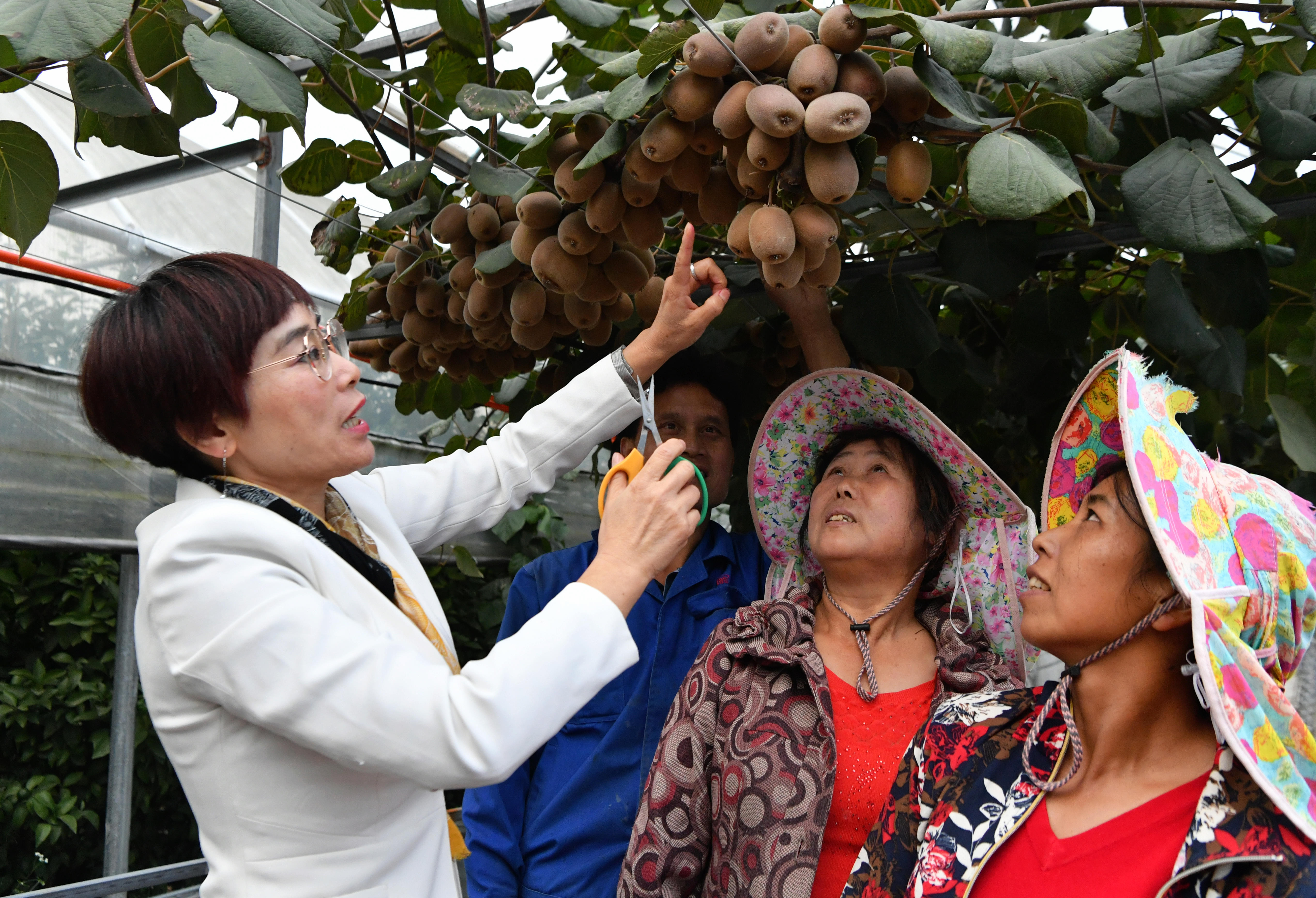 2020年10月22日，在周寧縣農(nóng)民創(chuàng)業(yè)示范基地特色水果種植園，福建省寧德市農(nóng)業(yè)科學(xué)研究所的科技特派員（左一）在指導(dǎo)當(dāng)?shù)剞r(nóng)民采摘紅心獼猴桃。新華社記者魏培全攝.JPG