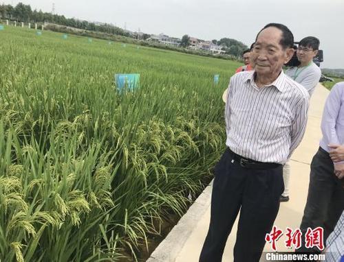 資料圖：袁隆平正在田間察看水稻生長情況。 唐小晴 攝